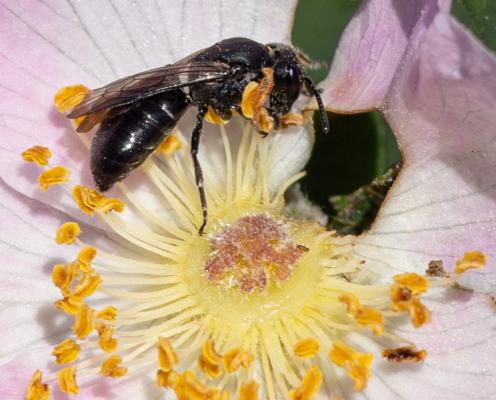 A dark bee sits inside a pale rose