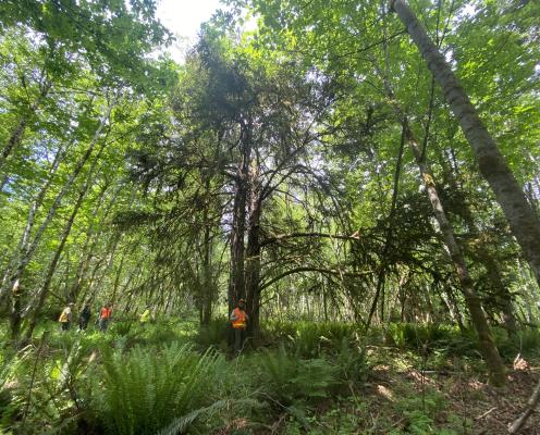 A group of workers stand near a yew tree in a forest