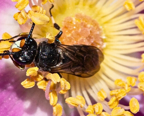 A bee is resting inside the bright petals of a flower