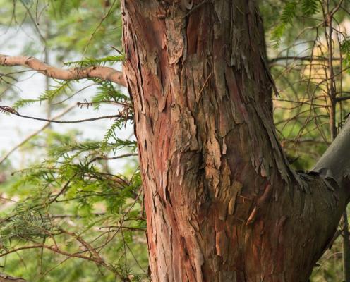 A closeup of more mature yew bark by Chris Earle