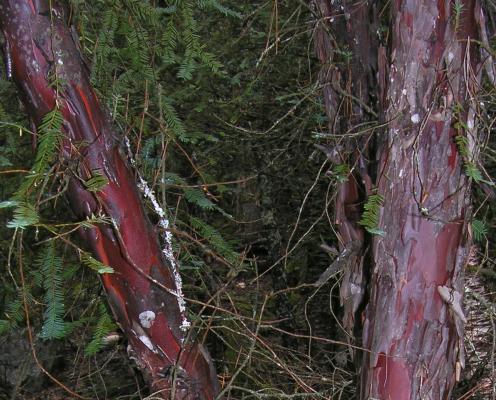 A closeup of brown-purple bark of a yew tree