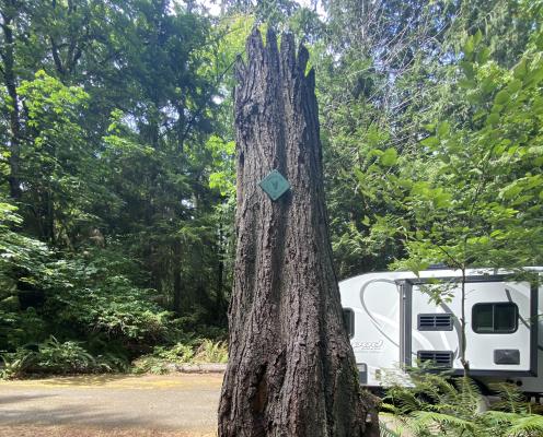 A standing dead tree with a sign on it telling visitors it's a habitat snag for wildlife