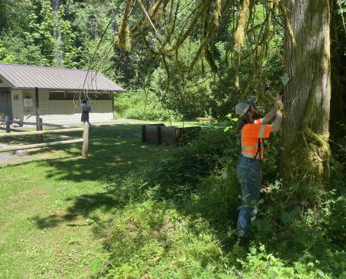 An arborist in an orange vest puts up a sign marking a habitat snag.