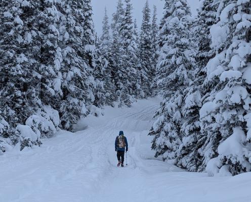 A lone snowshoer follows a groomed track at a forested Sno-Park