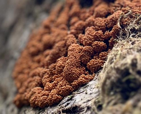 A closeup of orange fruiting slime mold on a tree trunk