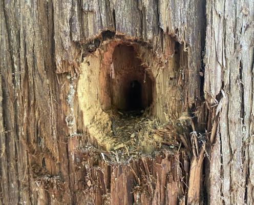 a hole in a tree trunk