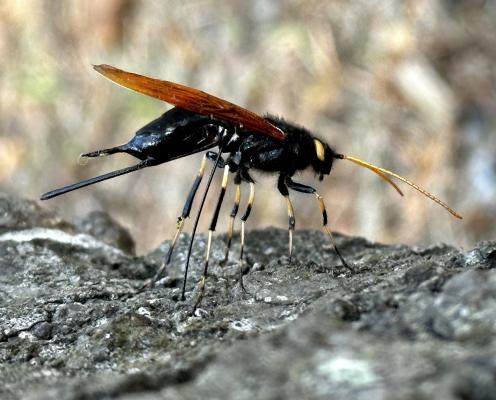 A California horntail wasp