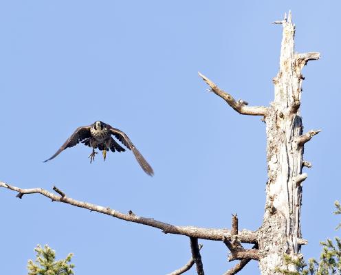 A peregrine falcon lands on a snag at Dosewallips