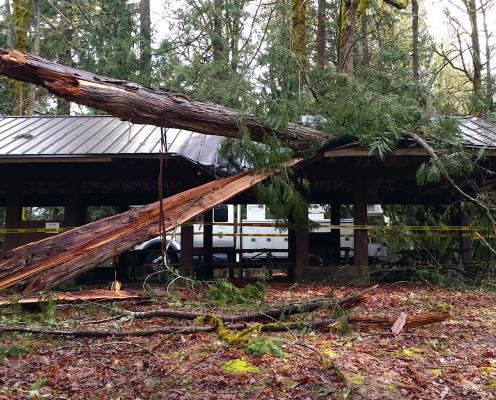 A fallen tree onto a kitchen shelter.