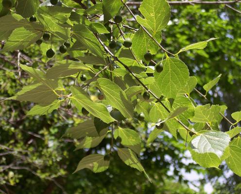 Closeup photo of tree leaves and cherry-like fruit of the Hackberry tree