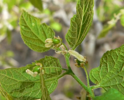 Hackberry leaves and fruit closeup
