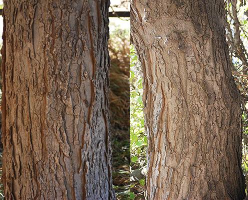 2 closeup photos of furrowed, corklike bark of the hackberry tree.