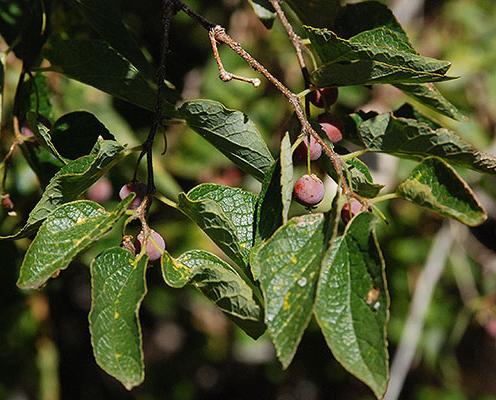 Closeup of hackberry tree leaves and cherry-like fruit