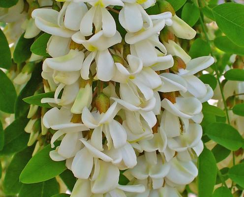 A cream colored hanging cluster of blossoms with yellow centers.