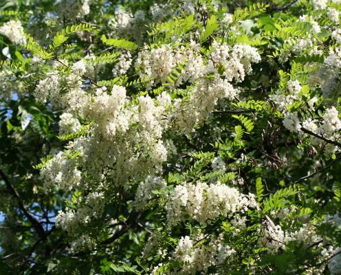 Clusters of cream colored blossoms with yellow centers.