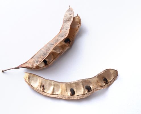 A closeup of a dried seed pod (of the black locust)