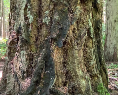 a close up tree truck showing some of the back is charred at Fort Townsend