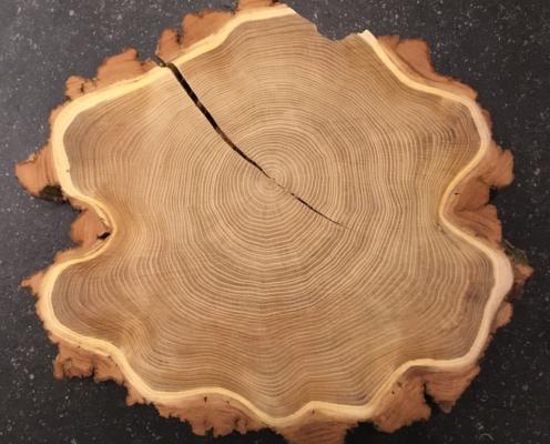 A wood round with pronounced rings and fracture.