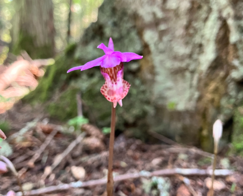 a pink and purple flower standing tall on the forest floors at Fort Townsend
