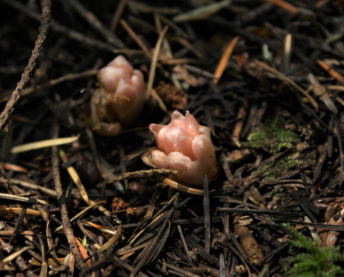 pinky orange bundle really close to the forest floor at Fort Townsend