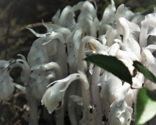 white and gray leafy ghost plant on the forest floor at Fort Townsend