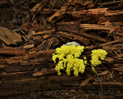 yellow slime mold on a fallen branch/bark at Fort Townsend