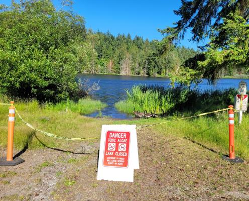 A sign with cones in front of a lake warning people to stay out due to toxic algae.