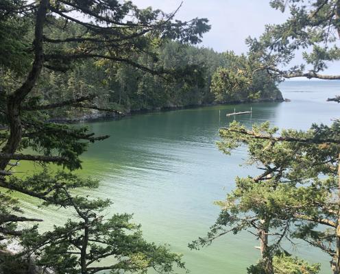 An algae bloom in a bay with trees in the foreground.