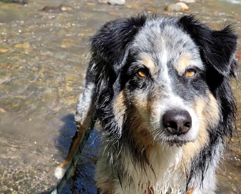 A closeup of an Australian shepherd with brown eyes in a river