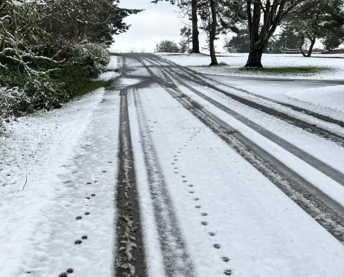 A road with a dusting of snow and two sets of animal tracks - a raccoon and coyote.