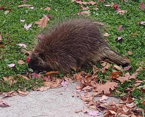 A closeup of a porcupine foraging in the grass.
