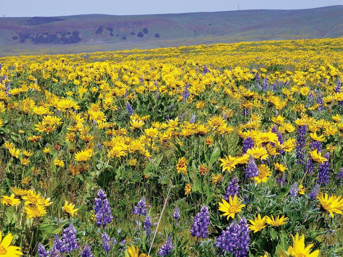 Balsamroot and lupine carpet Columbia Hills State Park