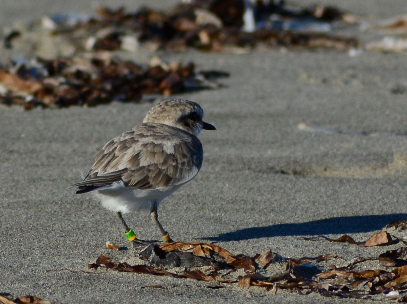 Snowy plover shore bird