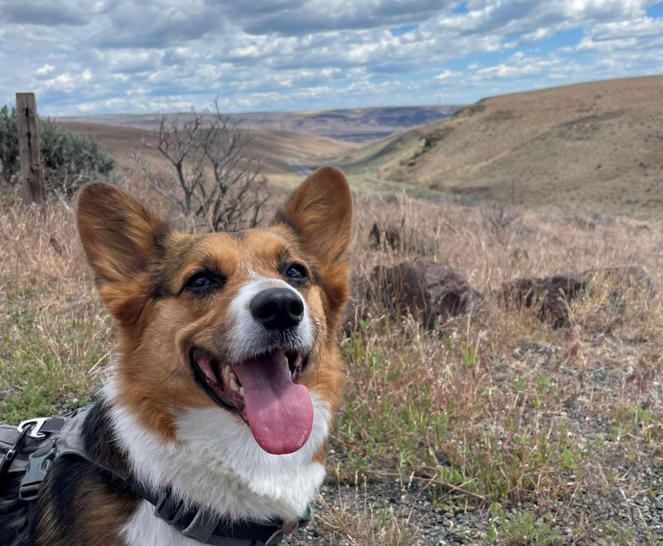 Dog at Ginkgo Petrified Forest State Park