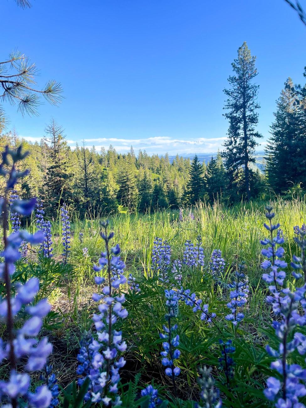 Lupine wildflowers at Fields Spring