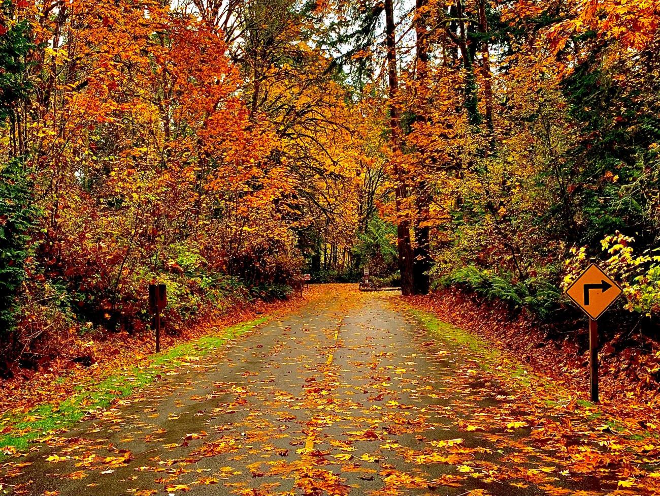 Orange trees with their fall leaves line a trail in Manchester State Park