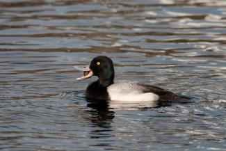 Lesser scaups have some of the most formidable gizzards of any bird on the planet.