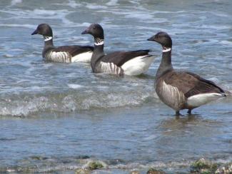Brants are ground-nesting goose relatives that are fun to watch dipping and dabbling at Fort Worden.