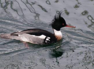 mergansers prefer fishing in the salt water and diving in the marshes off Potlatch State Park.