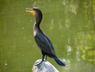 Watching cormorants fish in the waters off Fort Flagler is one of life's pleasures.