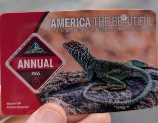 America the Beautiful annual pass with a photo of a lizard on it.