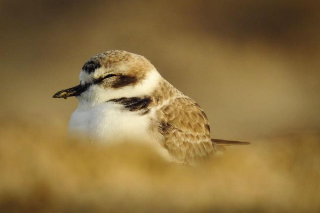 plover shore bird