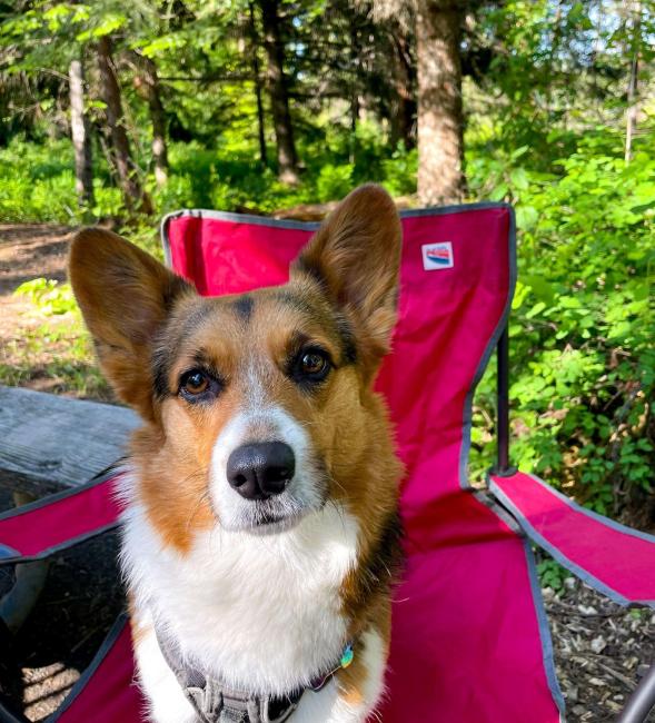 Corgi sitting in a camp chair