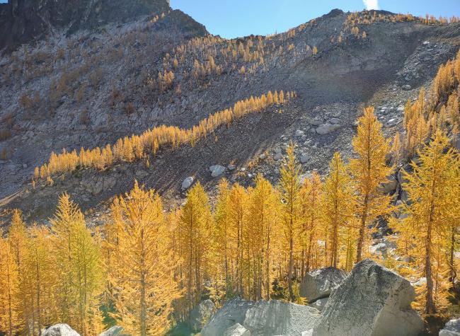 Bright yellow larch trees on a rocky mountainside