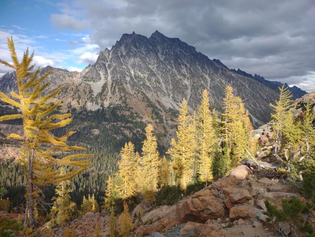 Larches in a rock outcropping overlooking a rugged mountain peak