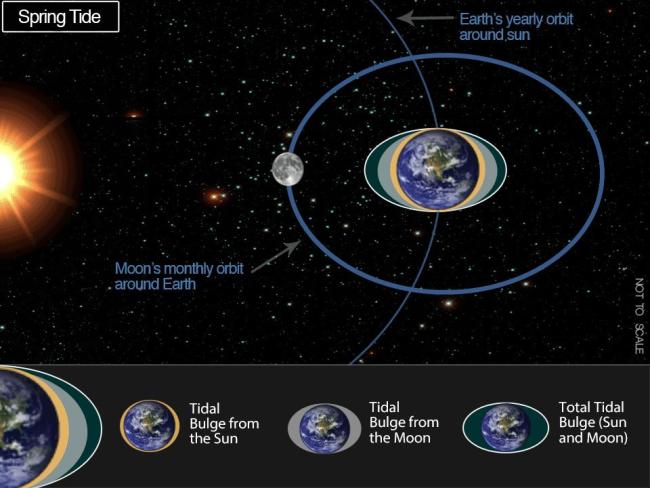 Graphic showing tidal bluges created by the moon and the sun