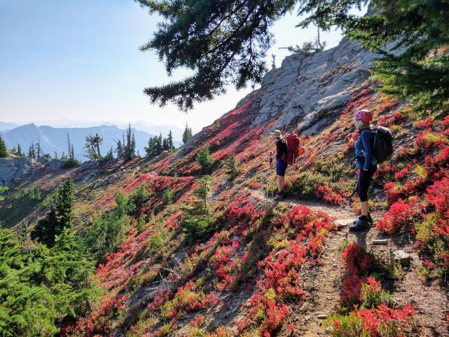 Hikers walk a path surroudned by red shrubs and low evergreen trees