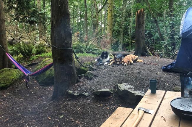 Three dogs rest next to a tent in a campsite.