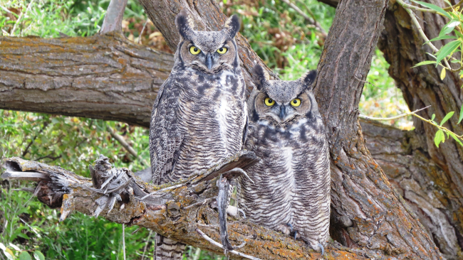 Two great-horned owls sit side by side on a tree branch and looking intensely and directly at the camera. 