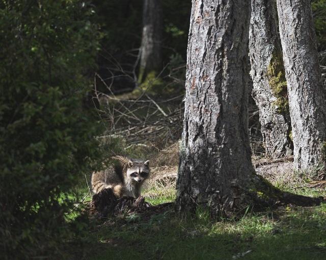 Trees and raccoon